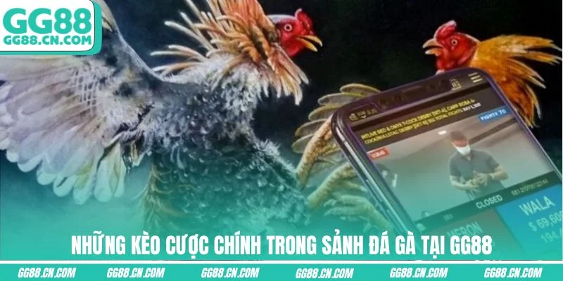 Những kèo cược chính trong sảnh đá gà tại GG88