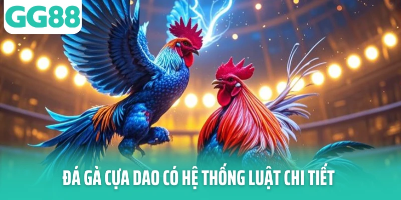 Đá gà cựa dao có hệ thống luật chi tiết